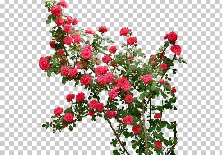 Rose Flower PNG, Clipart, Annual Plant, Balot, Computer Icons, Cut Flowers, Editing Free PNG Download
