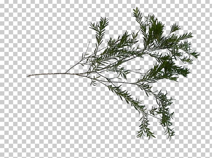 Twig Grasses Plant Stem Leaf Family PNG, Clipart, Branch, Family, Flowering Plant, Grass, Grasses Free PNG Download