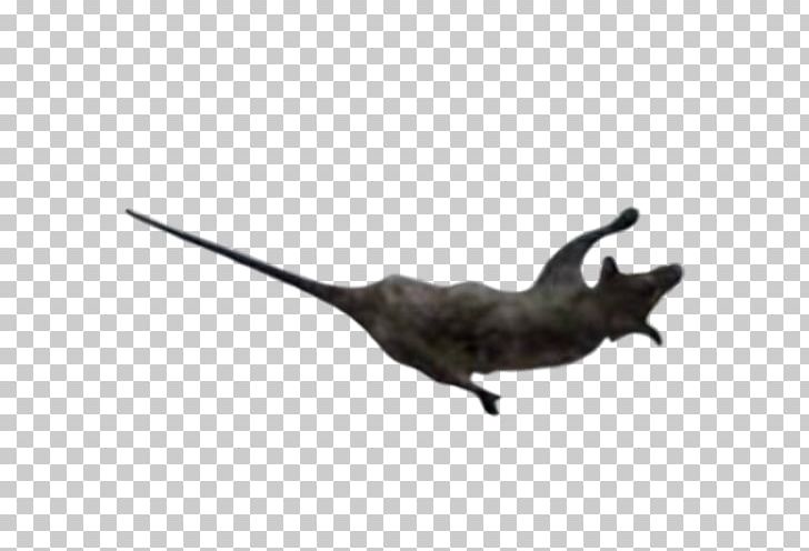 Common Opossum Bomb Photography PNG, Clipart, Animal, Arma, Bomb, Common Opossum, Computer Icons Free PNG Download