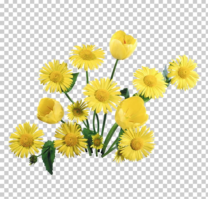 Dandelion Desktop Flower PNG, Clipart, Calendula, Chamaemelum Nobile, Chrysanths, Computer Icons, Cut Flowers Free PNG Download