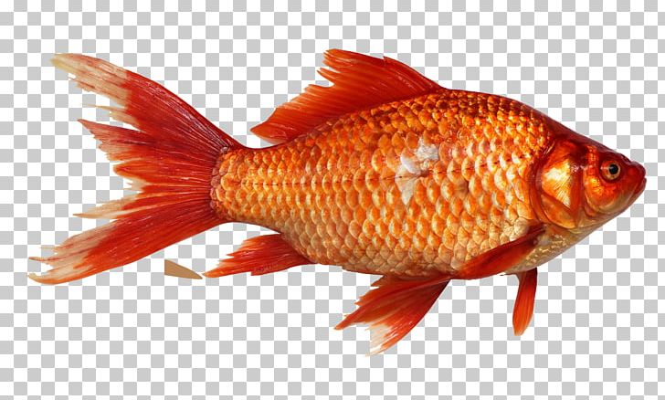 Goldfish Carp Fishing PNG, Clipart, Amazing, Animals, Aquarium, Aquascaping, Bony Fish Free PNG Download