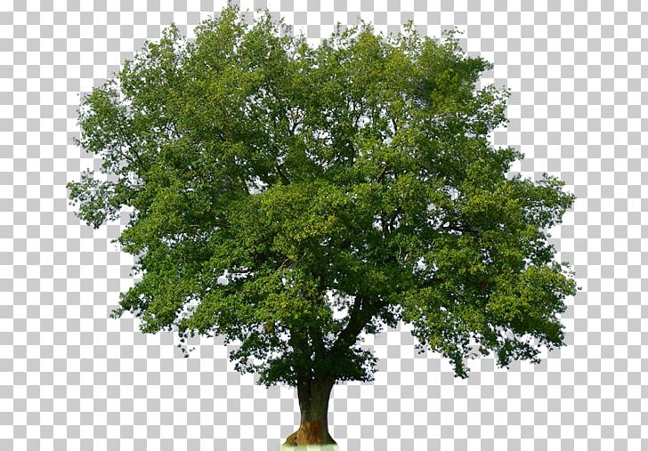 Oak Stock Photography Tree Wood PNG, Clipart, Acer Campestre, Branch, Forest, Lindens, Maple Free PNG Download