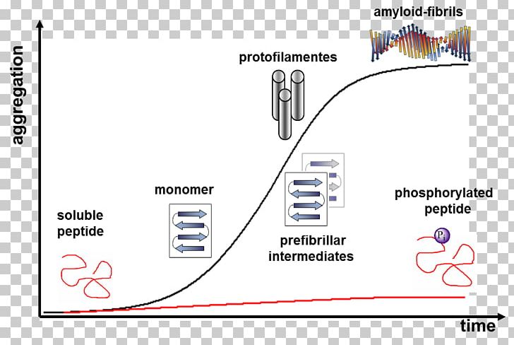 Peptide Protein Phosphorylation Amyloid Conformational Isomerism PNG, Clipart, Adoption, Amyloid, Angle, Area, Biology Free PNG Download