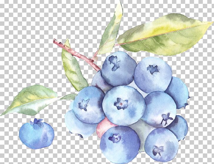 Auglis Watercolor Painting Illustration PNG, Clipart, Apple Fruit, Art, Auglis, Berry, Bilberry Free PNG Download