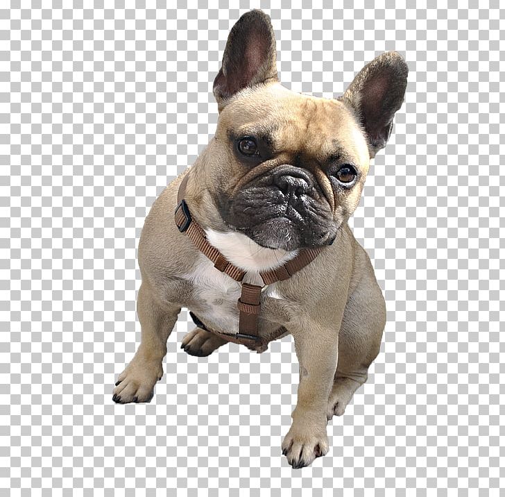 Boxer Animal PNG, Clipart, Animal, Boxer, Bulldog, Carnivoran, Collar Free PNG Download