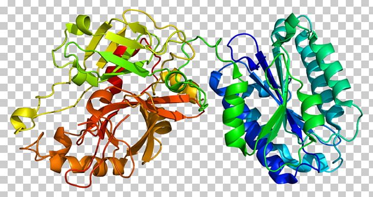 Complement Component 2 Complement System Complement Component 4 Classical Complement Pathway Gene PNG, Clipart, 2 I, Cigosidade, Complement Component 4, Complement Component 9, Complement System Free PNG Download