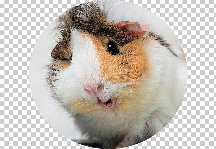 My Guinea Pig Wild Boar Desktop Funny Pig PNG, Clipart, Animal, Cuteness, Desktop Wallpaper, Ekaterina, Fur Free PNG Download