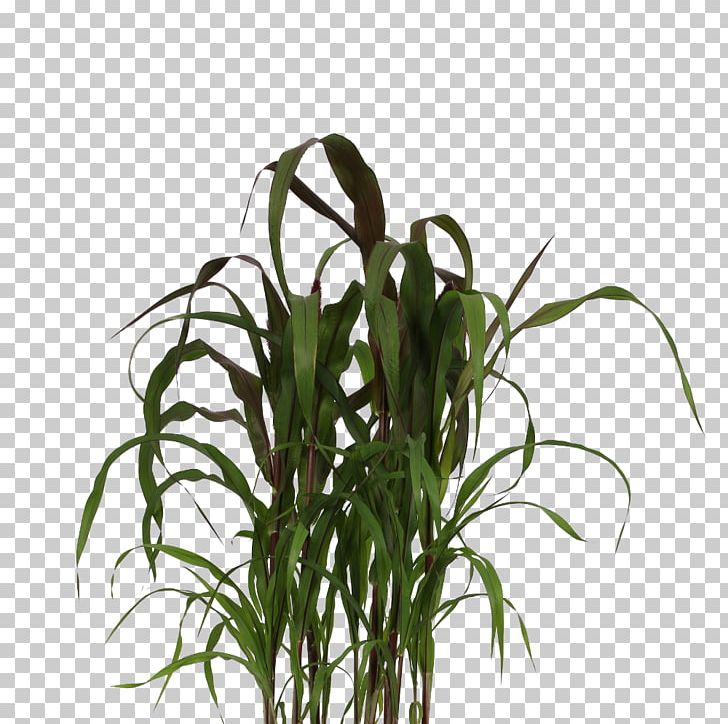 Chinese Fountain Grass Ornamental Grass Lampepoetsergras Plants Product PNG, Clipart, Brand, Commodity, Ear, Family, Flowerpot Free PNG Download