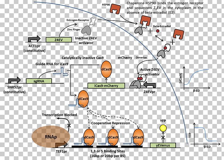 CRISPR Interference Cas9 Experiment Genome Editing PNG, Clipart, Angle, Area, Art, Cas9, Complementarity Free PNG Download