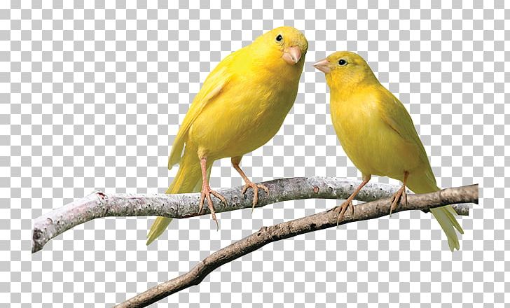 Domestic Canary Finches Budgerigar Pet Yellow Canary PNG, Clipart, Atlantic Canary, Beak, Bir, Bird, Bird Food Free PNG Download