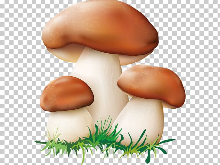 Edible Mushroom PNG, Clipart, Agaricaceae, Chanterelle, Commodity, Common Mushroom, Design Element Free PNG Download