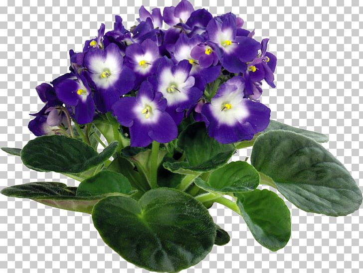 Viola Tricolor Houseplant African Violets PNG, Clipart, African Violets, Clip Art, Flower, Flowering Plant, Flowerpot Free PNG Download