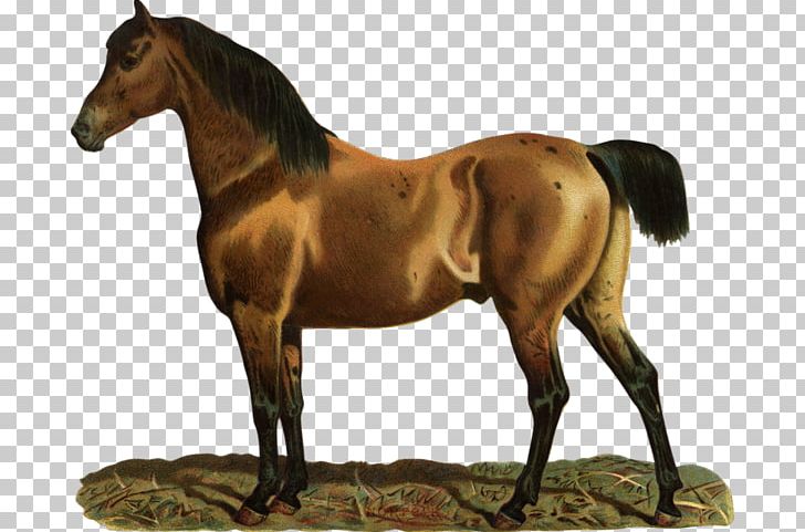 Horse Mare Colt PNG, Clipart, Animals, Animation, Bit, Bridle, Brown Free PNG Download