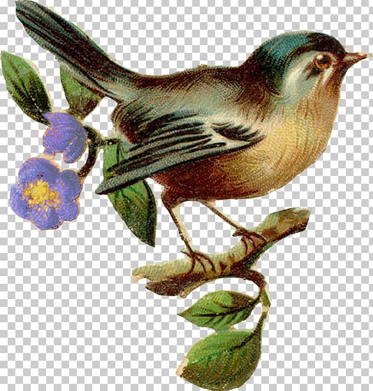Birdcage House Wren PNG, Clipart, Animals, Beak, Bird, Birdcage, Birdcage House Free PNG Download
