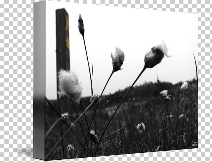 Frames Flower White PNG, Clipart, Black And White, Flora, Flower, Grass, Monochrome Free PNG Download