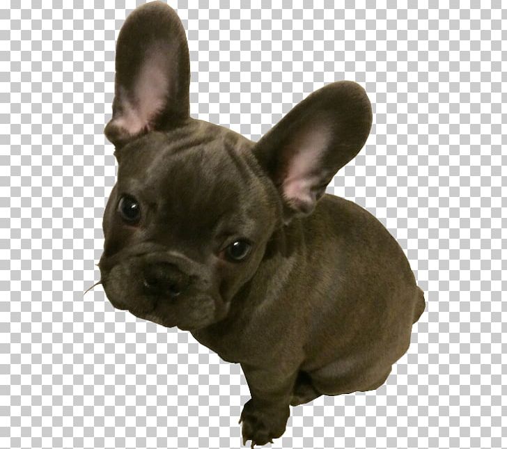 French Bulldog Toy Bulldog Puppy American Pit Bull Terrier PNG, Clipart, American Pit Bull Terrier, Animal, Animals, Blue Merle, Brindle Free PNG Download