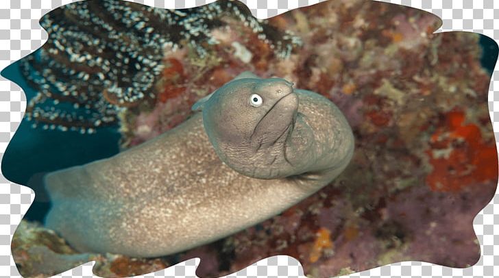Mabul Island Sipadan Moray Eel Giant Moray Fish PNG, Clipart, Animals, Coral, Coral Reef, Eel, Eels Free PNG Download