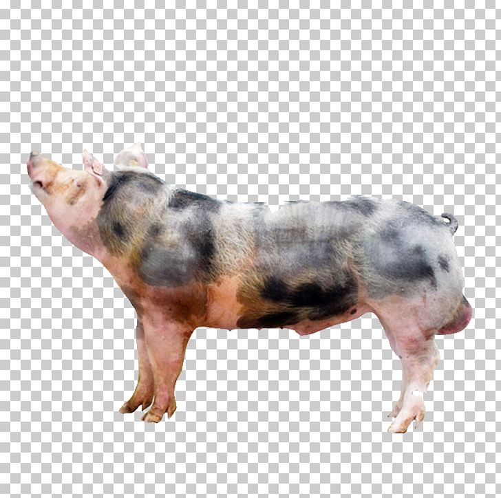 Pixe9train Duroc Pig Animal PNG, Clipart, Animal, Animal Husbandry, Animals, Black, Dog Breed Free PNG Download