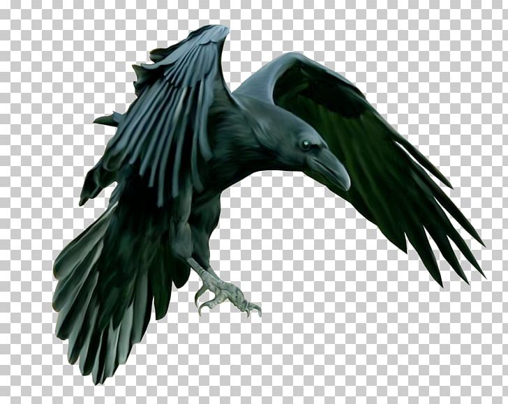 American Crow Common Raven Epic Black Metal Carrion Crow PNG, Clipart, American Crow, Beak, Bird, Bird Of Prey, Black Metal Free PNG Download