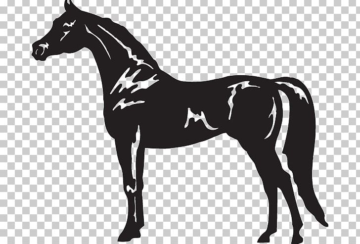 Arabian Horse American Quarter Horse Appaloosa Standing Horse PNG, Clipart, Horse, Horse Harness, Horse Supplies, Horse Tack, Mammal Free PNG Download