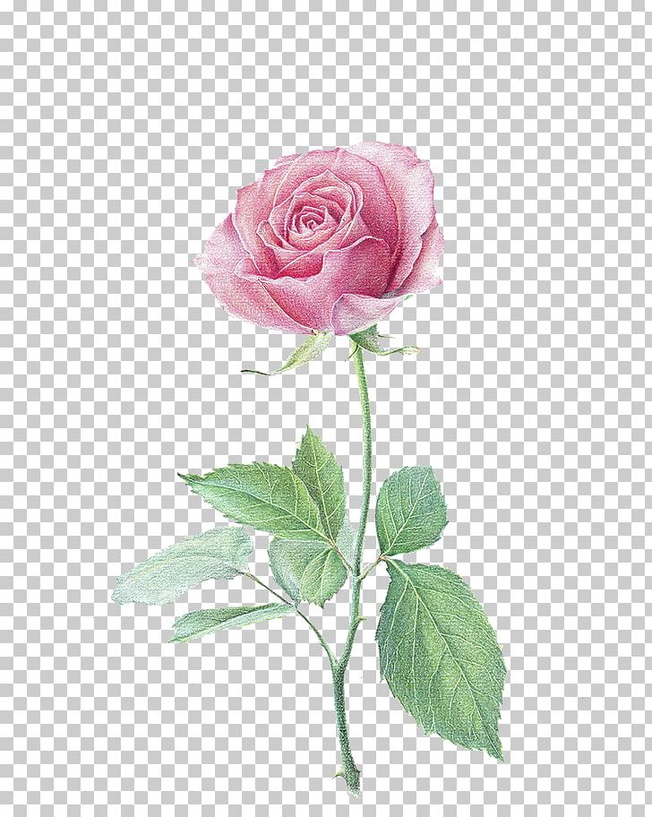 Colored Pencil Paper Drawing Flower Beach Rose PNG, Clipart, Artificial Flower, Color, Eraser, Floral Design, Floristry Free PNG Download