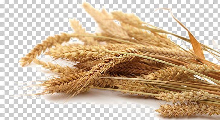 Emmer Whole Grain Oat Cereal PNG, Clipart, Cereal, Cereal Germ, Commodity, Dinkel Wheat, Ear Free PNG Download