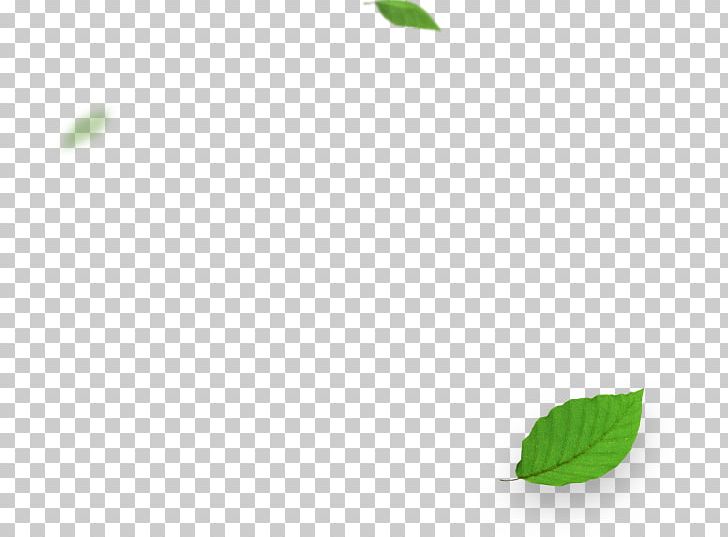 Green Desktop Leaf PNG, Clipart, Branch, Closeup, Computer, Computer Wallpaper, Desktop Wallpaper Free PNG Download