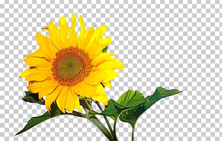 Murder Of Allison Baden-Clay Photographic Film Common Sunflower Kodak Court PNG, Clipart, Agfagevaert, Appeal, Comm, Company, Daisy Family Free PNG Download