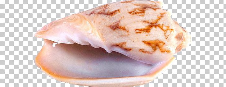 Seashell Chambered Nautilus Marine PNG, Clipart, Animal Fat, Animals, Animal Source Foods, Chambered Nautilus, Computer Free PNG Download