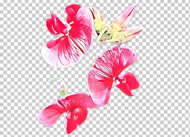 Petal Pink Flower Plant Sweet Pea PNG, Clipart, Anthurium, Cut Flowers, Flower, Hibiscus, Moth Orchid Free PNG Download