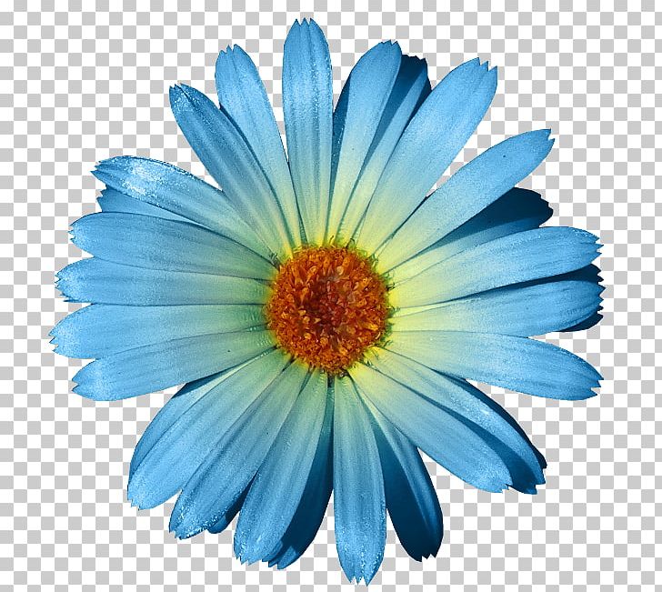 Blue Flower Matricaria Garden Roses PNG, Clipart, Annual Plant, Aster, Blue, Blue Flower, Blue Rose Free PNG Download