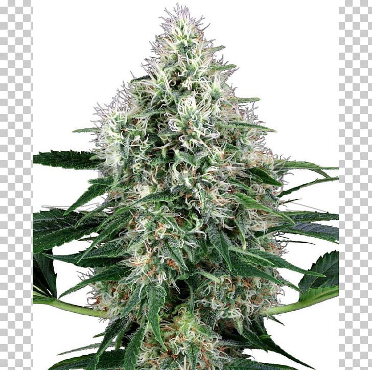 Marijuana Autoflowering Cannabis Cannabis Sativa Seed PNG, Clipart, Autoflowering Cannabis, Cannabis, Cannabis Ruderalis, Cannabis Sativa, Crop Free PNG Download