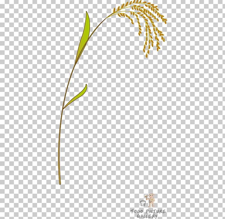 Plant Stem Grasses Rice PNG, Clipart, 7eleven, Branch, Commodity, Common, Computer Icons Free PNG Download