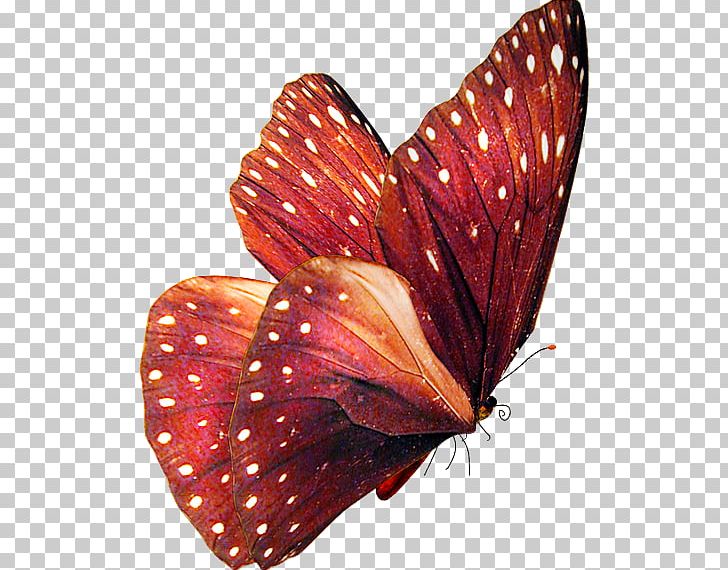 Butterfly Insect PNG, Clipart, Animal, Arthropod, Brush Footed Butterfly, Butterflies And Moths, Butterfly Gardening Free PNG Download