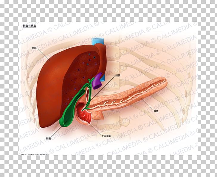 Human Anatomy Liver Cancer Metastasis PNG, Clipart, Anatomy, Bile Duct, Cancer, Disease, Ear Free PNG Download