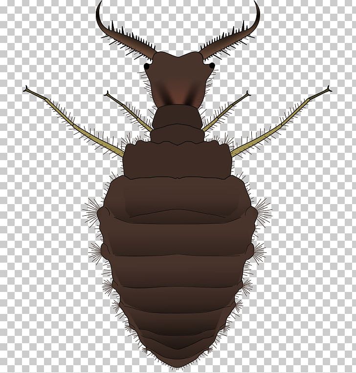 Insect Larva Distoleon Tetragrammicus Echthromyrmicinae Brachynemurinae PNG, Clipart, Animals, Antlion, Insect, Invertebrate, Larva Free PNG Download