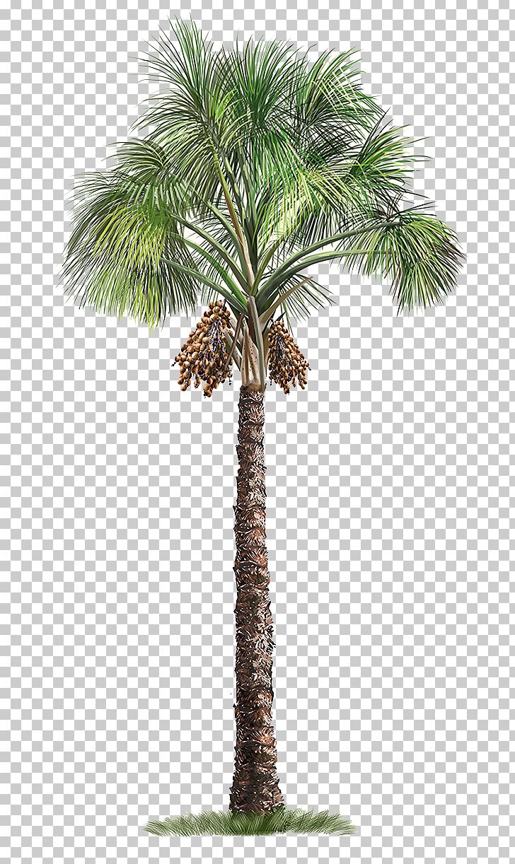 Mauritia Flexuosa Arecaceae Tree PNG, Clipart, Arecales, Attalea Speciosa, Borassus Flabellifer, Coconut, Date Palm Free PNG Download