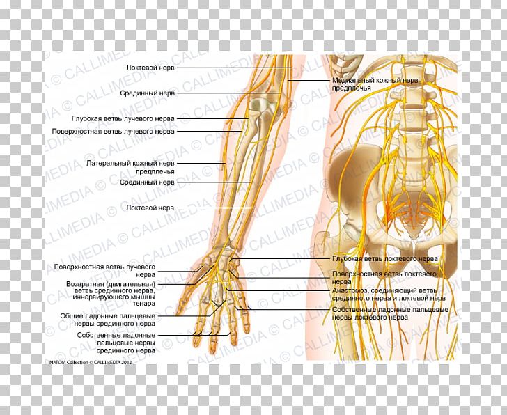 Nerve Forearm Elbow Anatomy PNG, Clipart, Abdomen Anatomy, Anatomy, Arm, Cubital Fossa, Diagram Free PNG Download