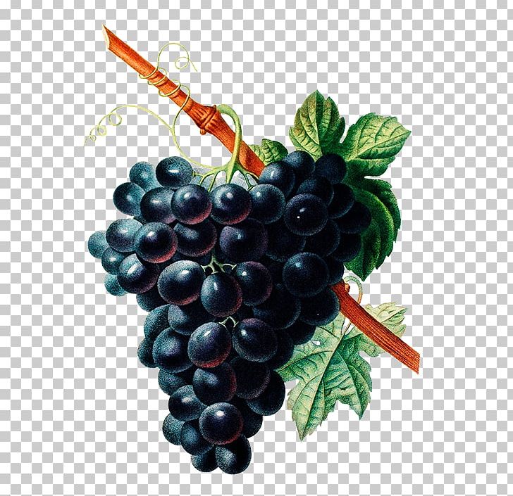 Common Grape Vine Botany Wine Drawing PNG, Clipart, Berry, Bilberry, Botanical Illustration, Botany, Common Grape Vine Free PNG Download