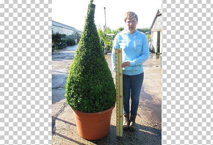 English Yew Buxus Sempervirens Topiary Hedge Evergreen PNG, Clipart, Ball, Box, Buxus, Buxus Sempervirens, Cone Free PNG Download