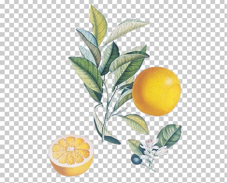 The Persistence Of Memory Watercolor Painting Fruit Salvador Dalxed Museum PNG, Clipart, Citrus, Food Icon, Fruit Nut, Italian Food, Leaves Free PNG Download