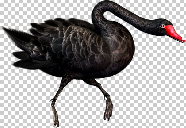 Black Swan Duck Rock Dove PNG, Clipart, Animals, Bird, Columbidae, Cygnini, Digital Image Free PNG Download