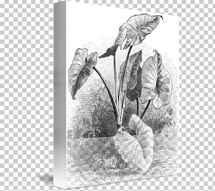 Drawing Taro Cuisine Of Hawaii Plant PNG, Clipart, Art, Artwork, Black And White, Cuisine Of Hawaii, Drawing Free PNG Download