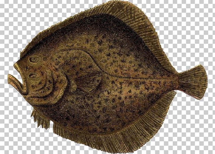 Flounder Fish Illustration PNG, Clipart, Animals, Aquarium Fish, Bony Fish, Designer, Download Free PNG Download