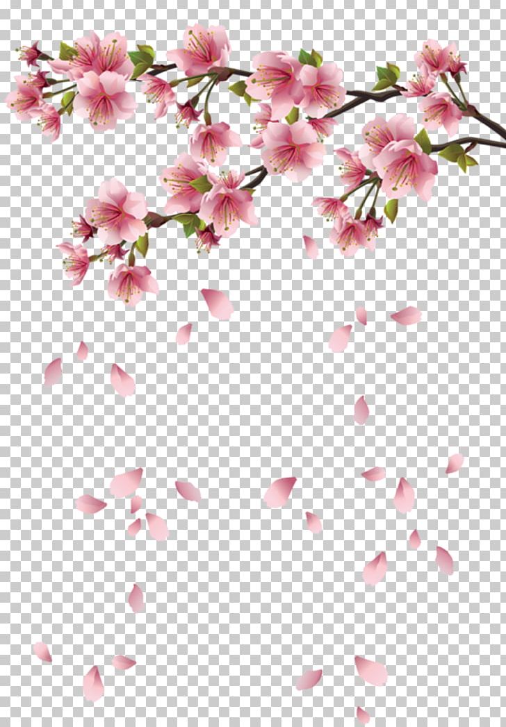 Cherry Blossom Flower Petal PNG, Clipart, Blossom, Branch, Cherry Blossom, Cut Flowers, Desktop Wallpaper Free PNG Download