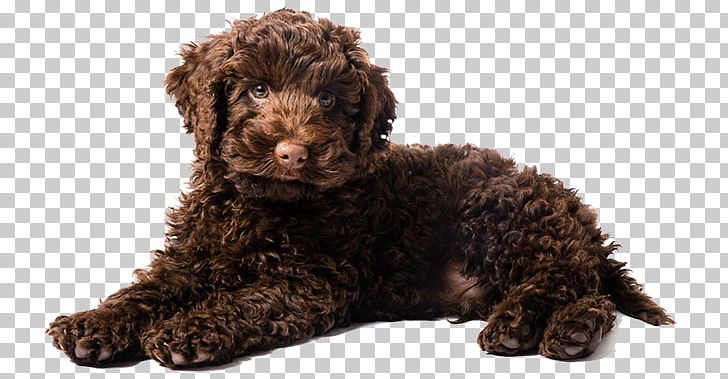 Labradoodle Goldendoodle Puppy Golden Retriever Poodle PNG, Clipart, Carnivoran, Companion Dog, Dog Breed, Dog Like Mammal, Lagotto Romagnolo Free PNG Download