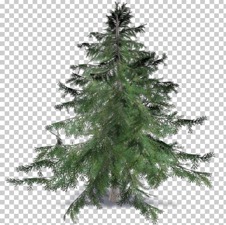 Spruce Fir Pine Cedrus Brevifolia Larch PNG, Clipart, Archicad, Artificial Christmas Tree, Autocad Dxf, Autodesk Revit, Building Information Modeling Free PNG Download