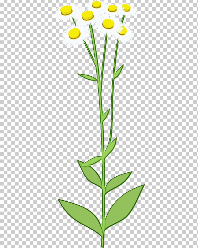 Grasses Plant Stem Leaf Flower Commodity PNG, Clipart, Autumn Flower, Biology, Commodity, Daisy, Flower Free PNG Download