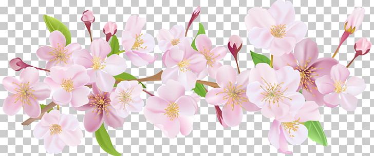 Desktop Cherry Blossom Spring PNG, Clipart, Blossom, Branch, Cherry Blossom, Cut Flowers, Desktop Wallpaper Free PNG Download