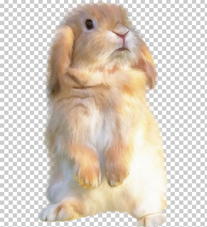 Domestic Rabbit Hare Holland Lop PNG, Clipart, Animals, Domestic Rabbit, Dwarf Rabbit, Easter Bunny, European Rabbit Free PNG Download